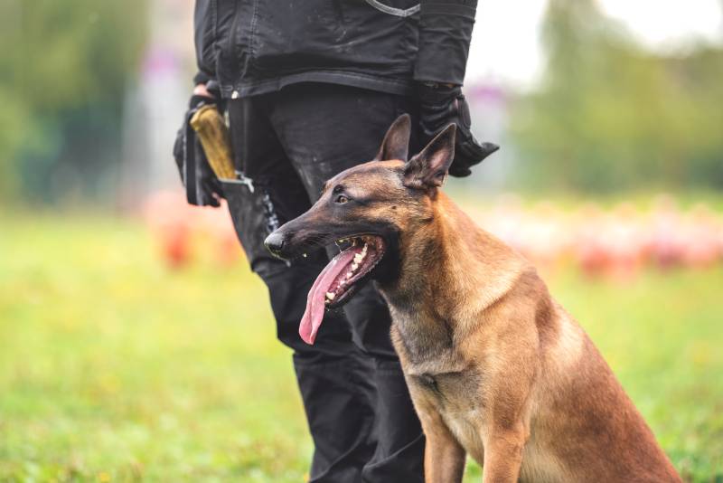 belgian shepherd malinois dog