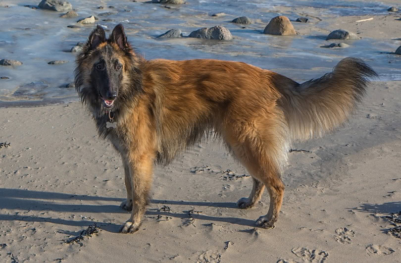 belgian turvuren_albin51_Pixabay