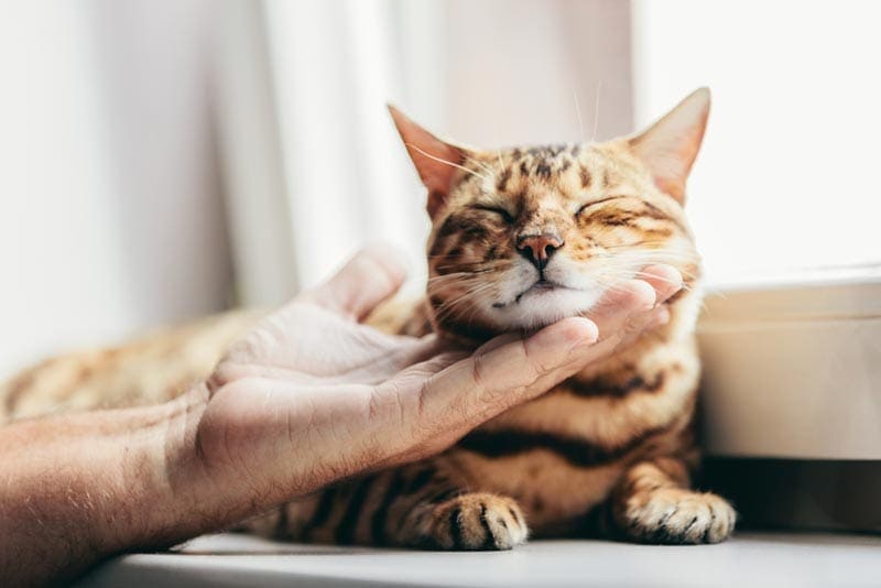 bengal cat being cuddled