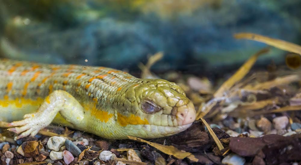 berber skink brumation
