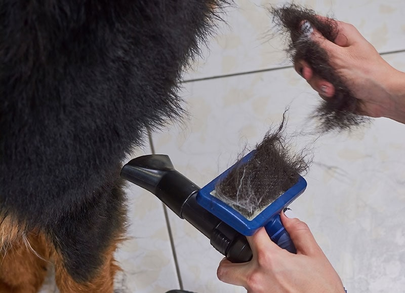 bernese mountain dog getting groomed with a slicker brush