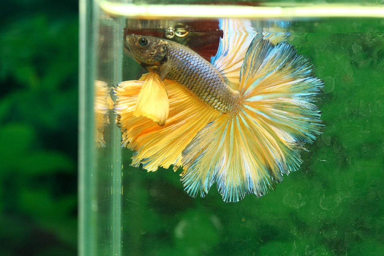 betta fish inside aquarium