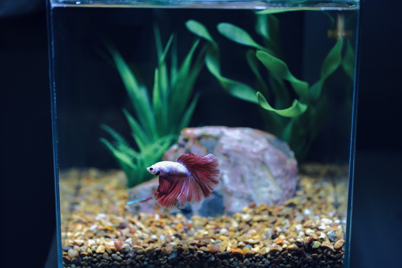 betta fish surrouned with aquatic plants