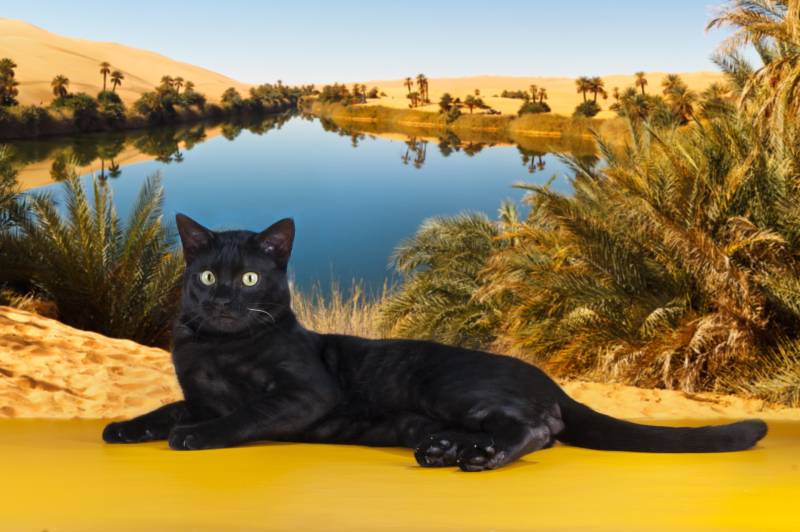 big black Savannah cat