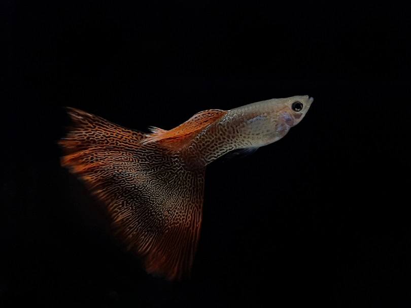big tail red lace guppy fish_Atip Lekhaphan_shutterstock