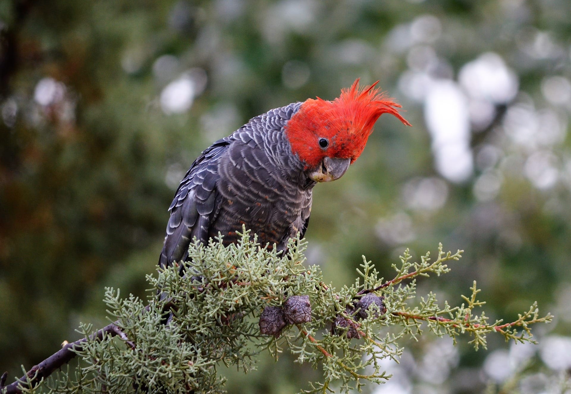 Gang-gang cockatoo