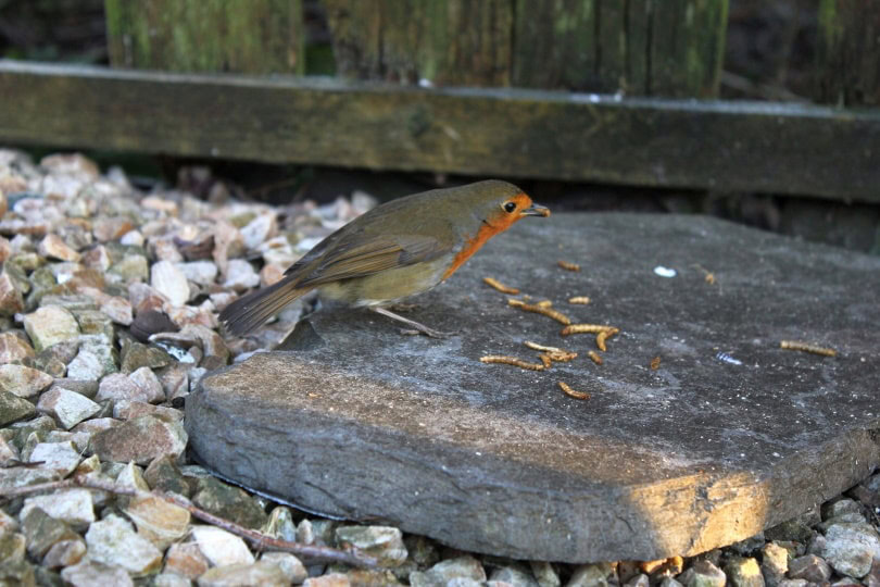 bird eating mealworm
