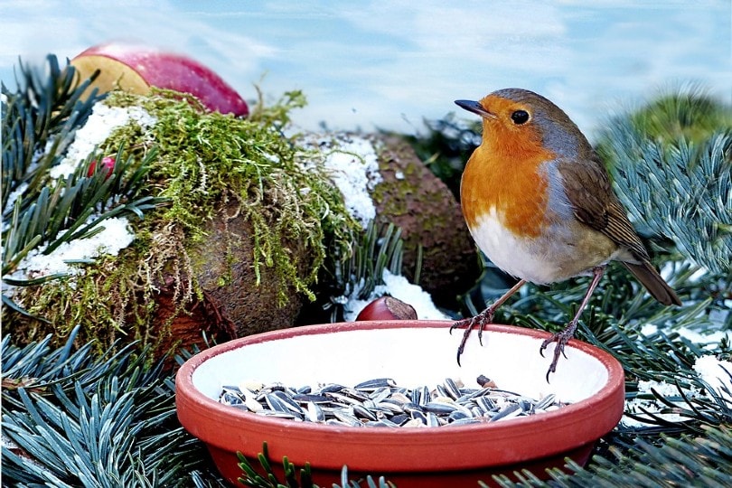 bird eating seed