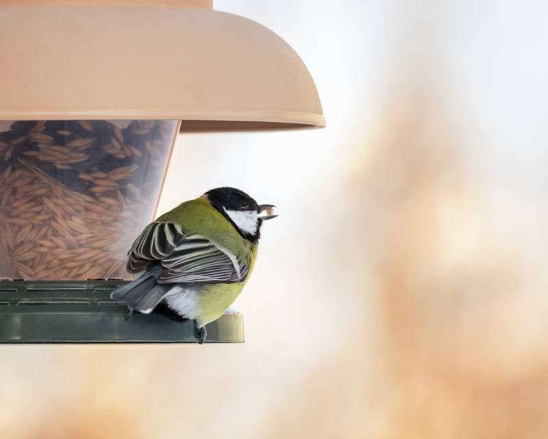 bird eats oat seeds from the bird feeder