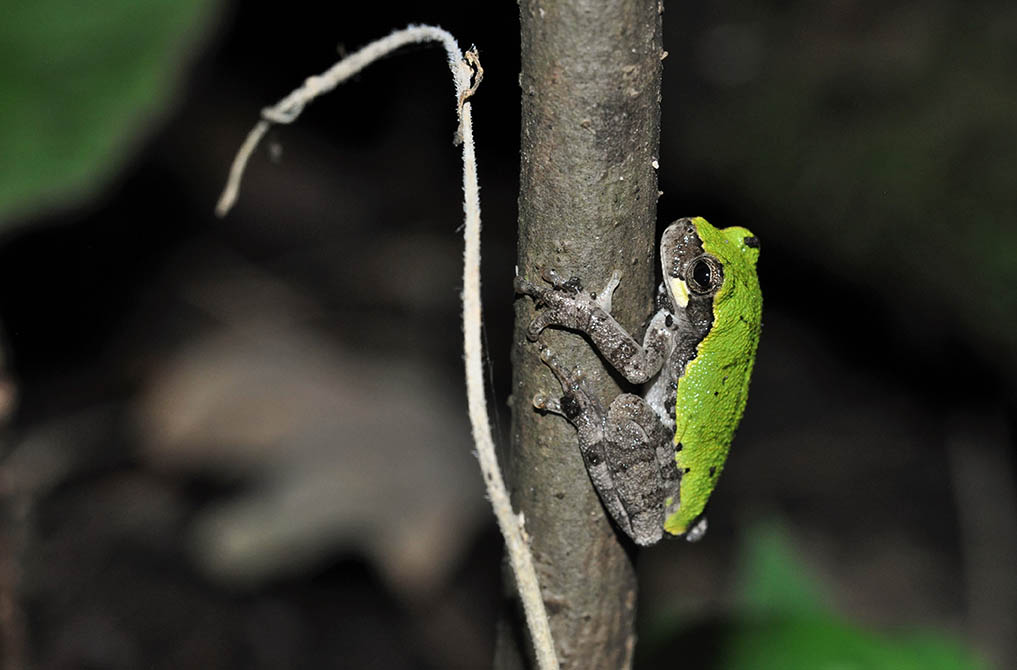 Bird-voiced tree frog