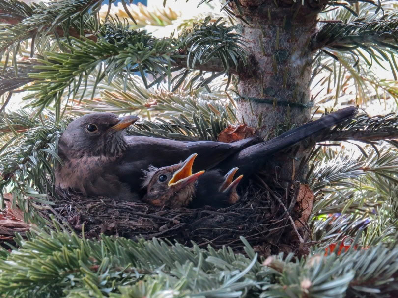 birds nest