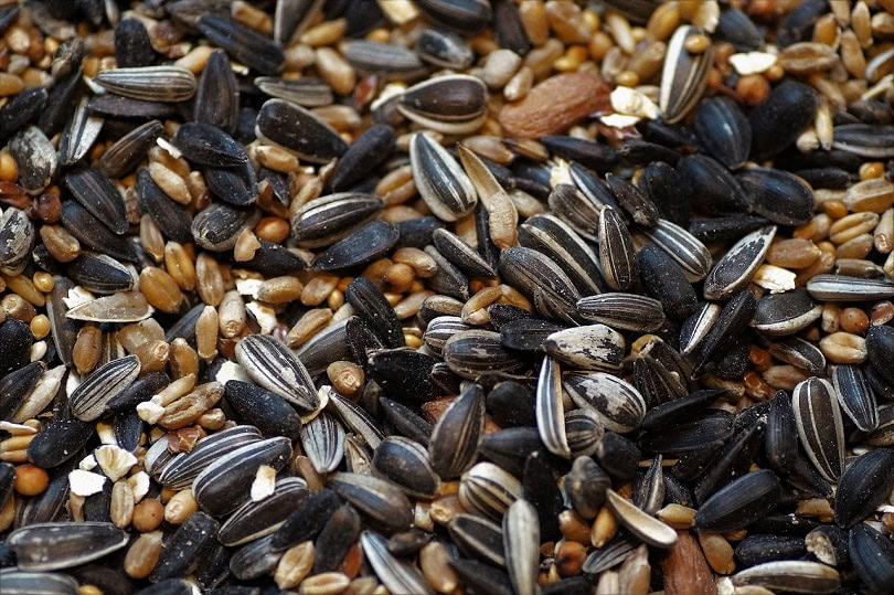 birdseed-pixabay
