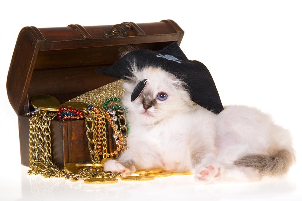 Birman kitten wearing pirate costume