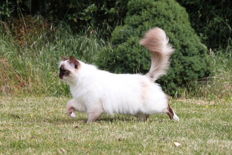 birman cat_ Pixabay