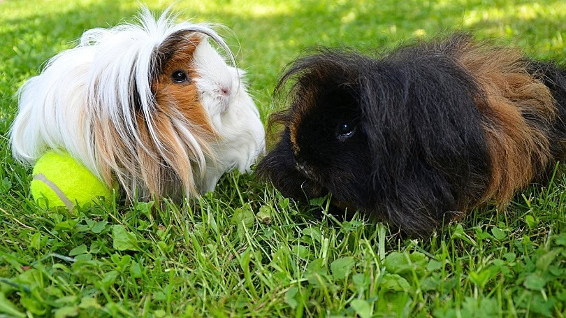 Lunkarya Guinea Pig