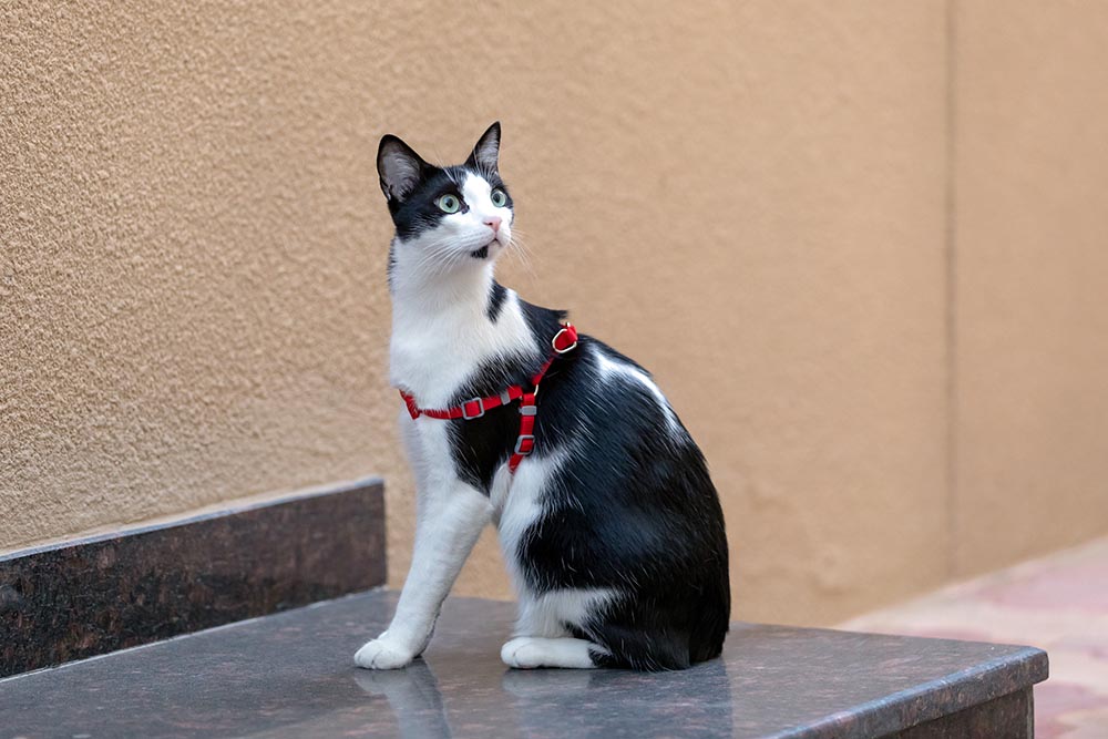 black and white Arabian Mau cat outdoors