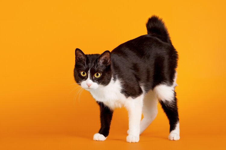 black and white Japanese bobtail cat on orange background