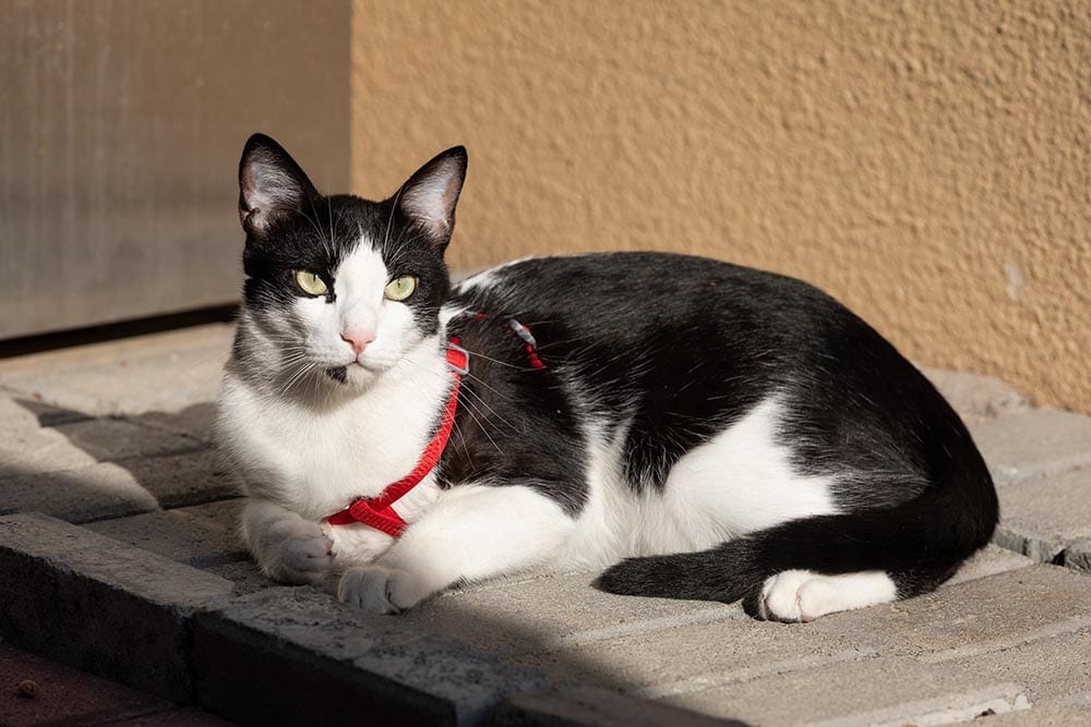 black and white Arabian Mau cat