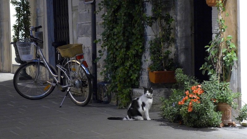 black and white cat in Italian city with bike and flowers