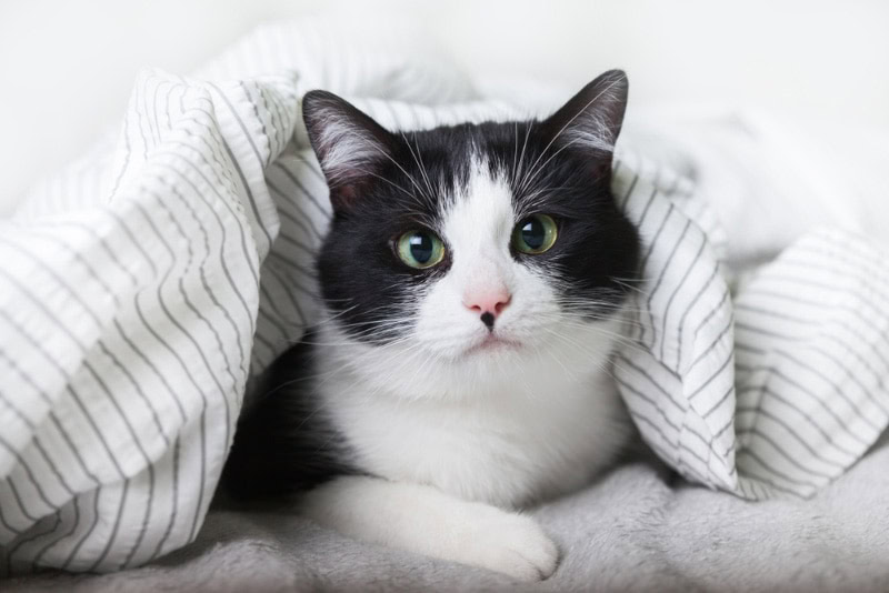 black and white cat lying under the blanket