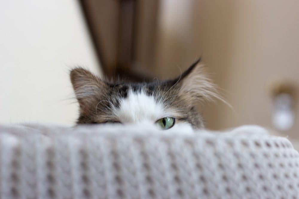 black and white cat peeking