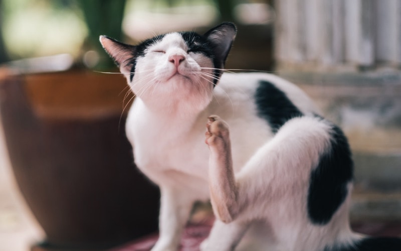 black and white cat scratching itself