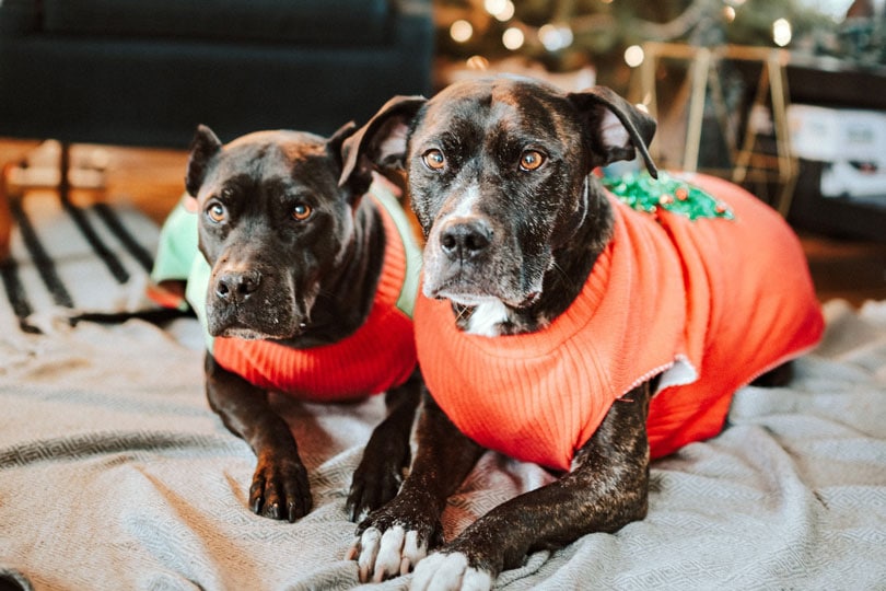 black and white dogs wearing red shirts
