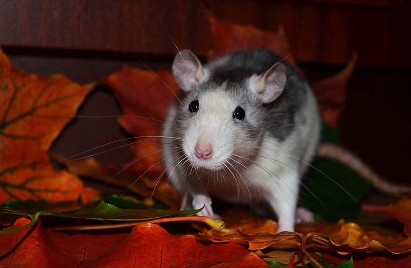 black and white domestic rat