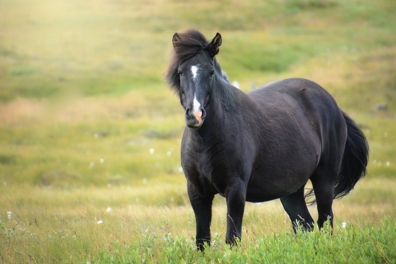black and white icelandic horse