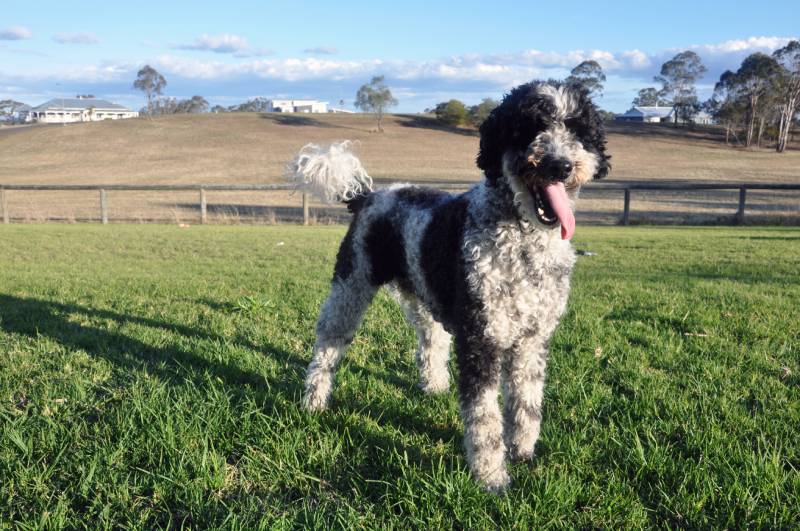 black and white schnoodle dog outside