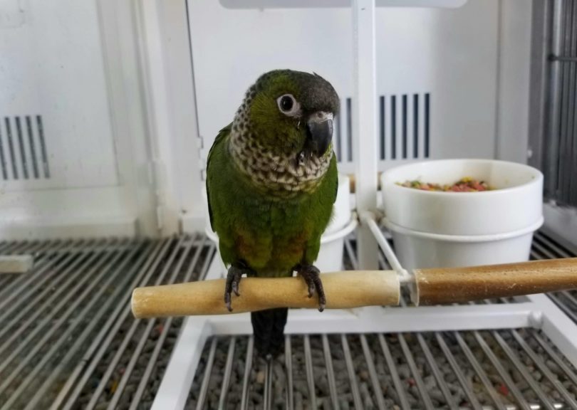 Black-capped,Conure,Bird,Inside,A,Cage