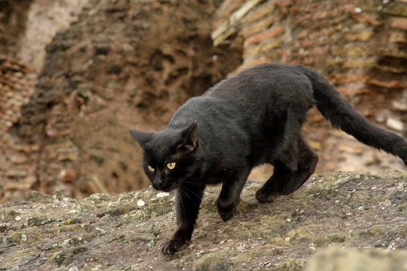 black cat at the Colosseum in Rome Italy