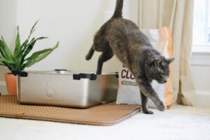 black cat going out from a litter box