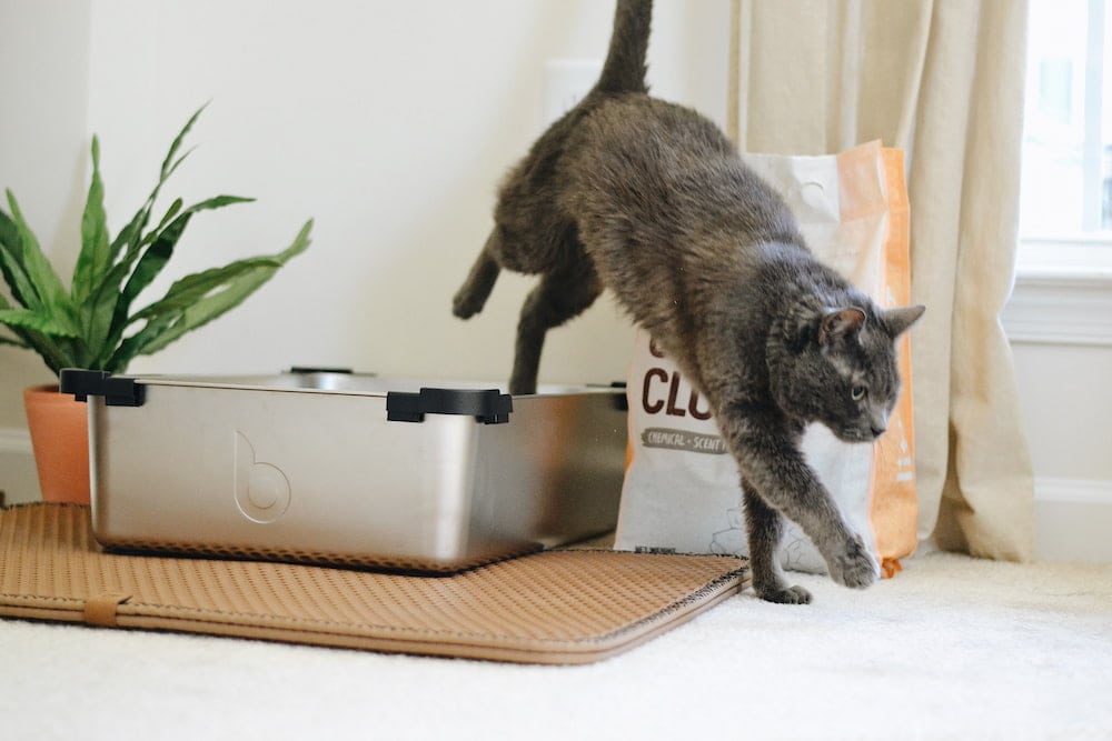 black cat going out from a litter box