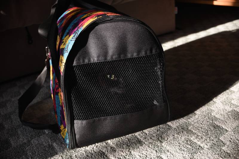 black cat in soft pet carrying bag on floor