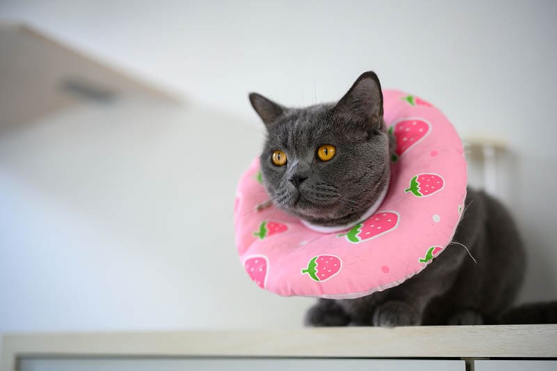 black cat wearing pillow collar
