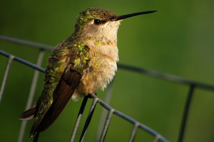 black chinned hummingbird