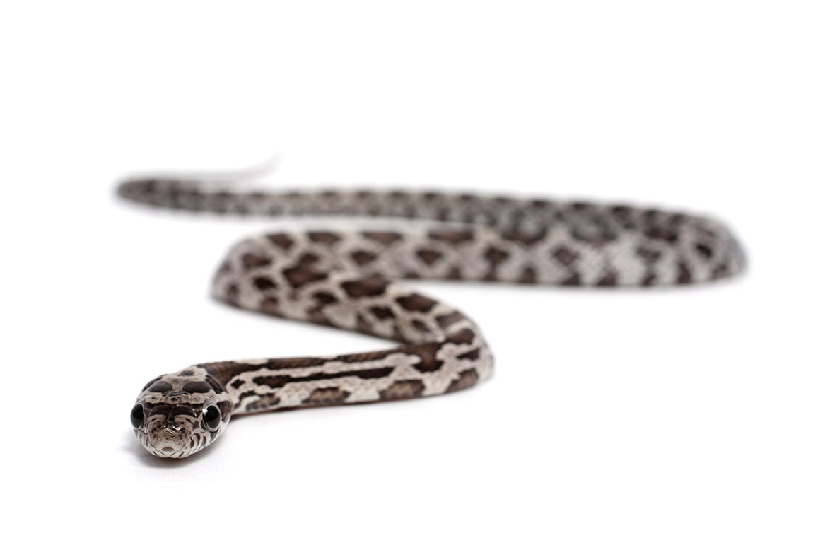 Black Corn Snake