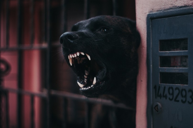black dog barking at night time