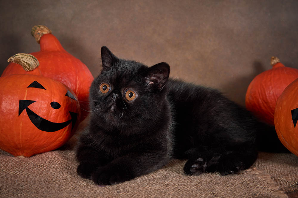 Black exotic shorthair cat