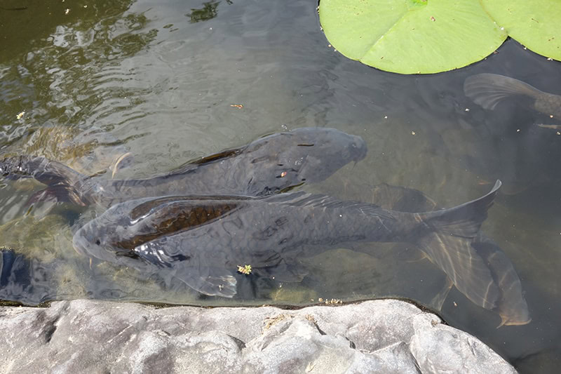 Black Koi fish in a pond