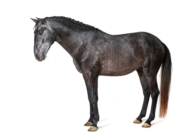 black lusitano horse on white background