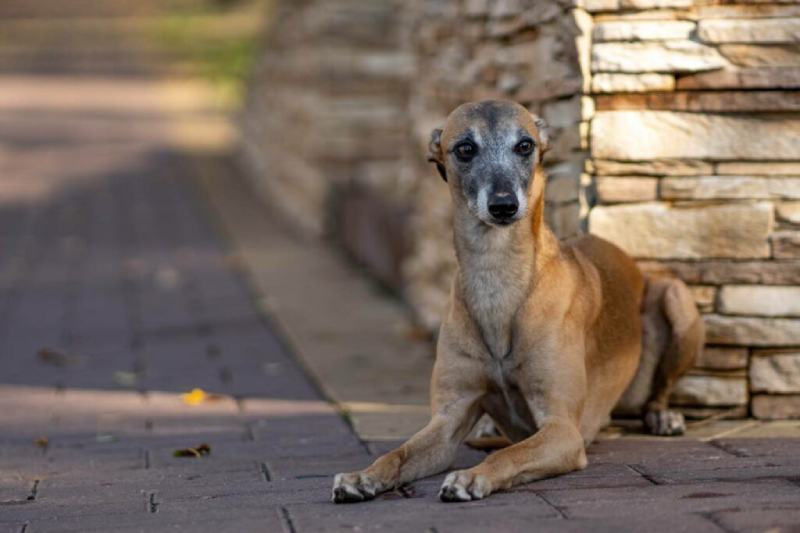 black mask whippet