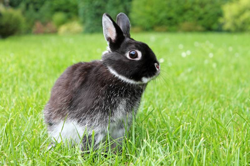 black netherland dwarf rabbit