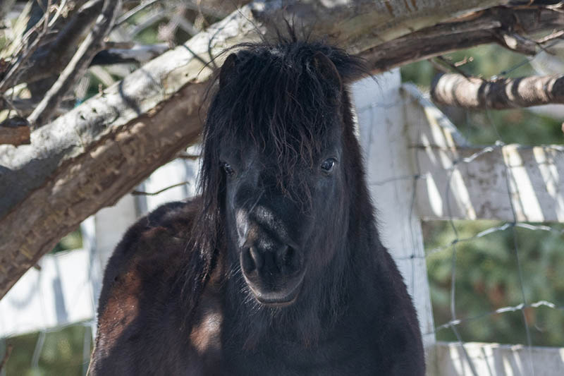 black Newfoundland pony