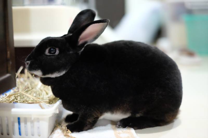 black otter rex rabbit is eating the dried glass from the basket
