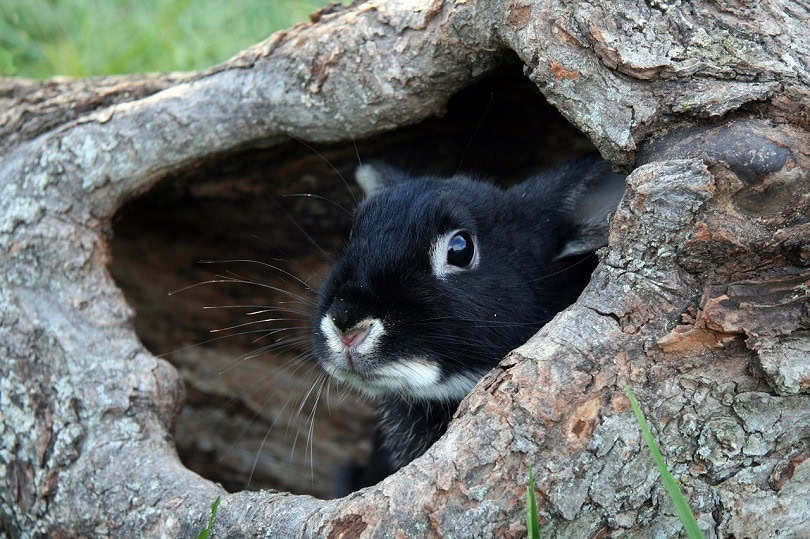 black otter rex rabbit