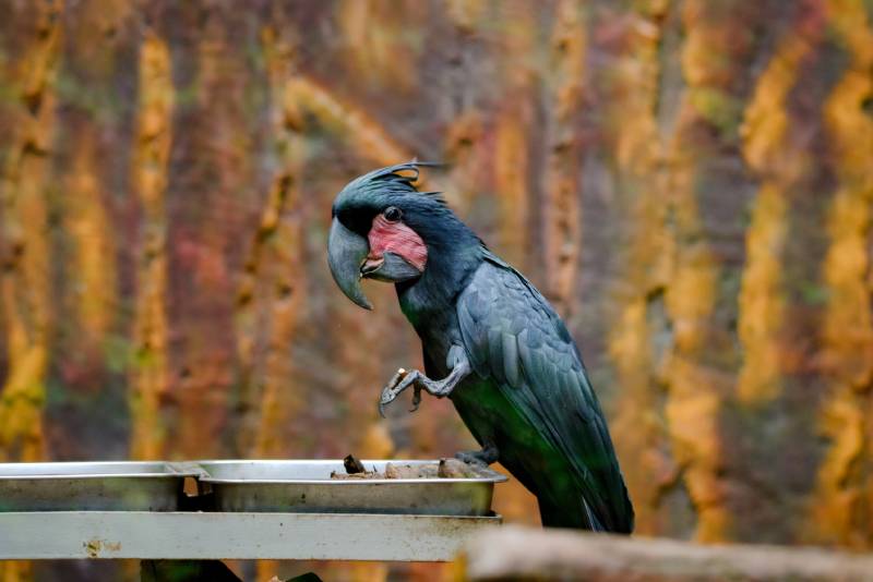 black palm cockatoo