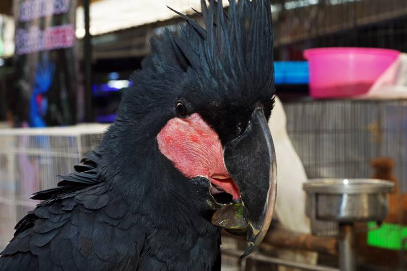 black palm cockatoo