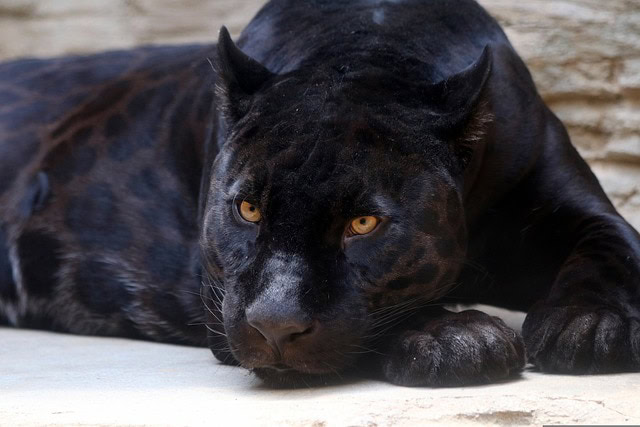 Black Panther